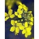 Bach Flower Remedies for Animals - Mustard